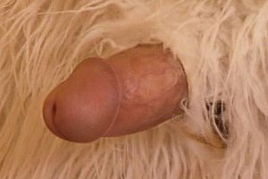 4tubexxxx88 Porn